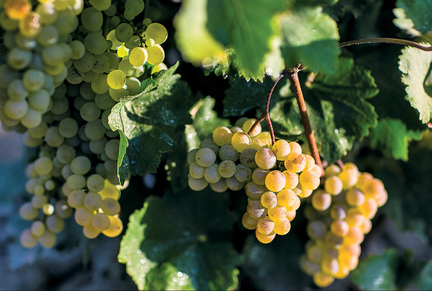 The Grapes of Serenity